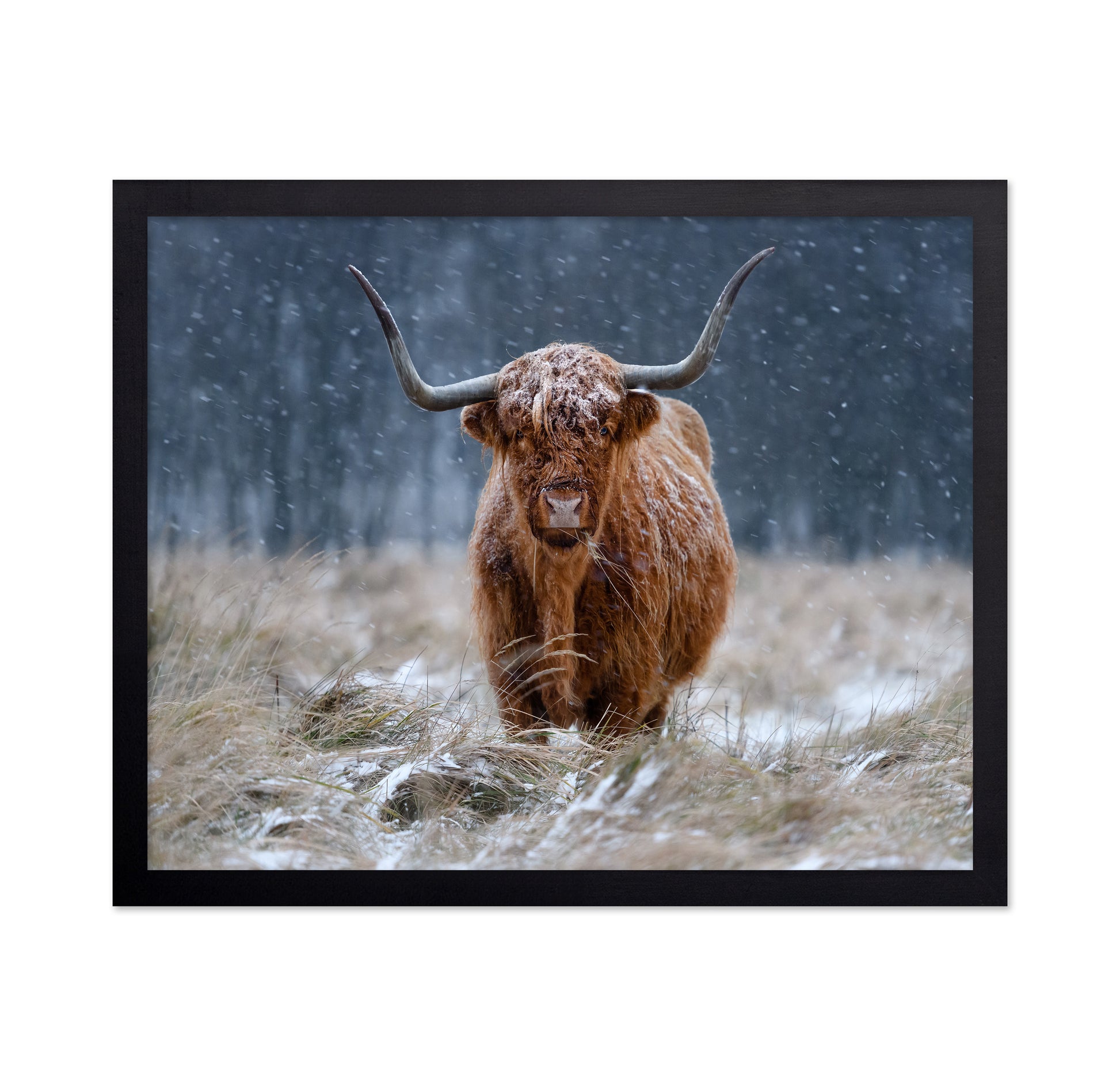 Highland Cow Snow