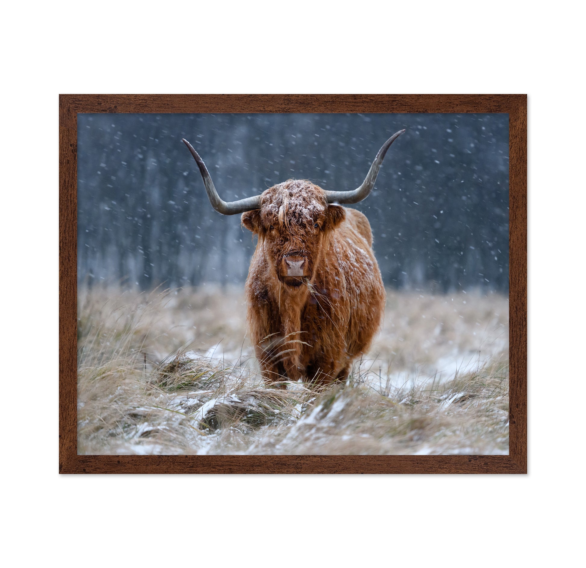 Highland Cow Snow