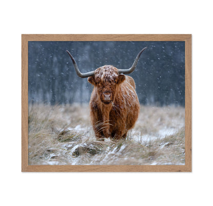 Highland Cow Snow