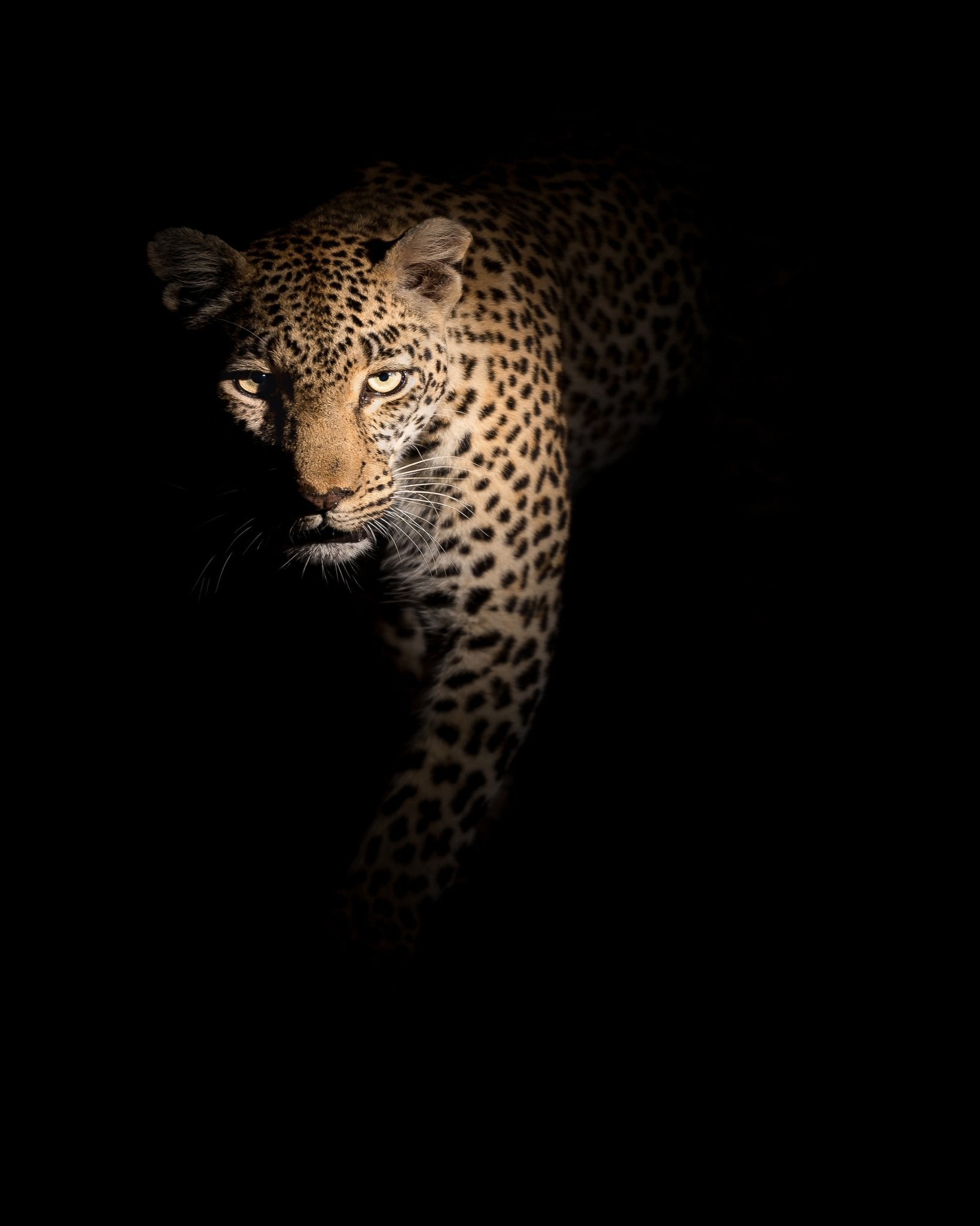 Leopard in Shadow