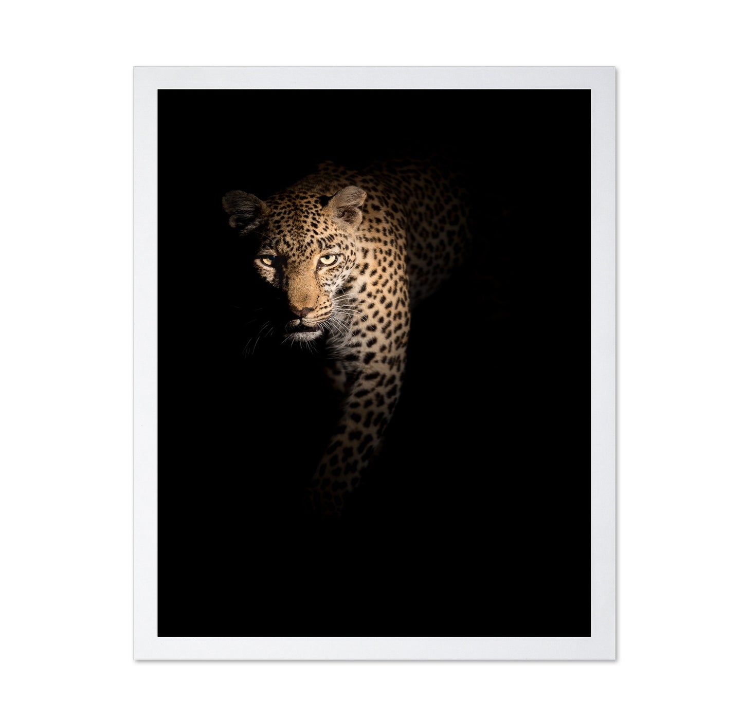 Leopard in Shadow