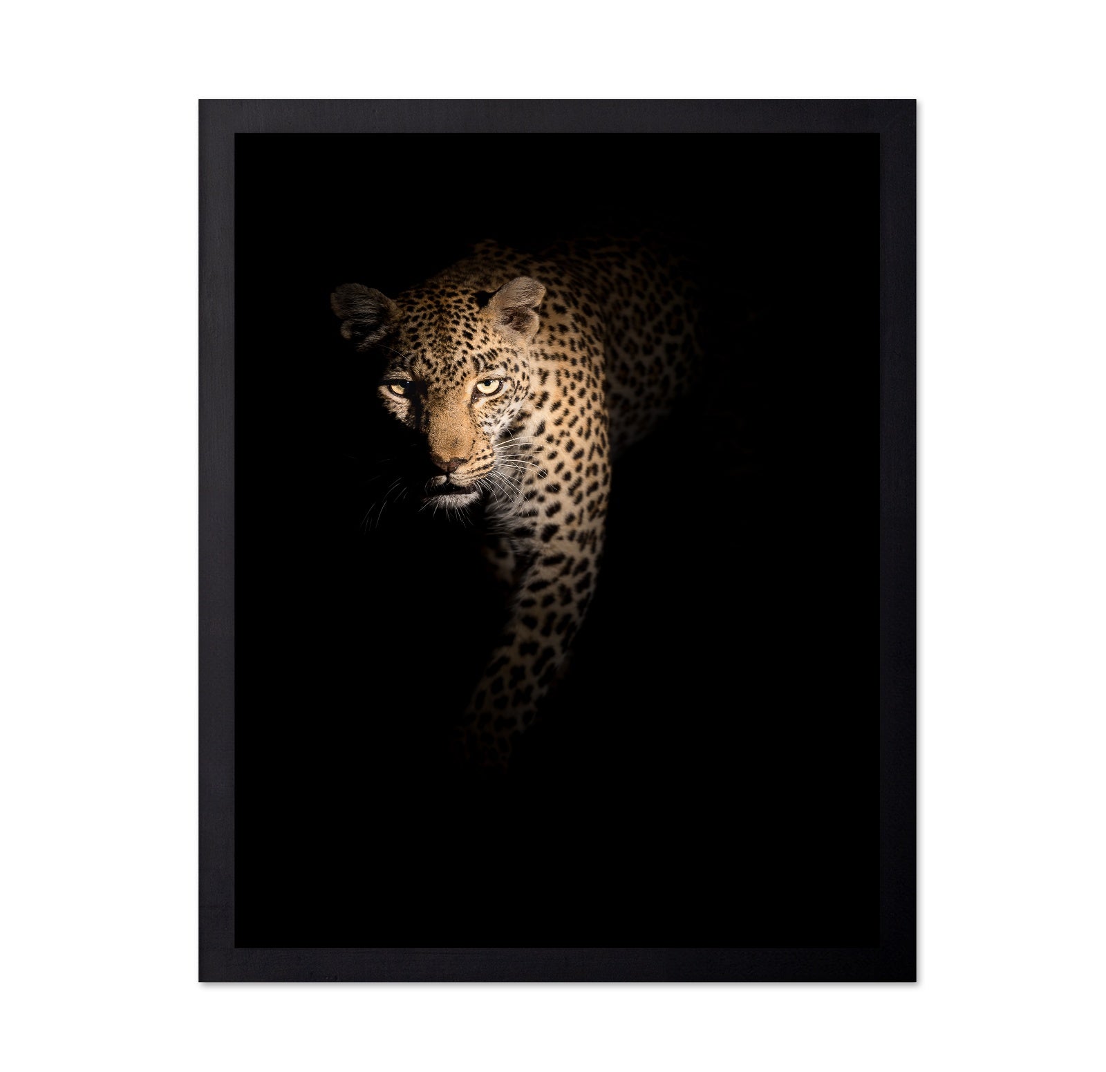Leopard in Shadow