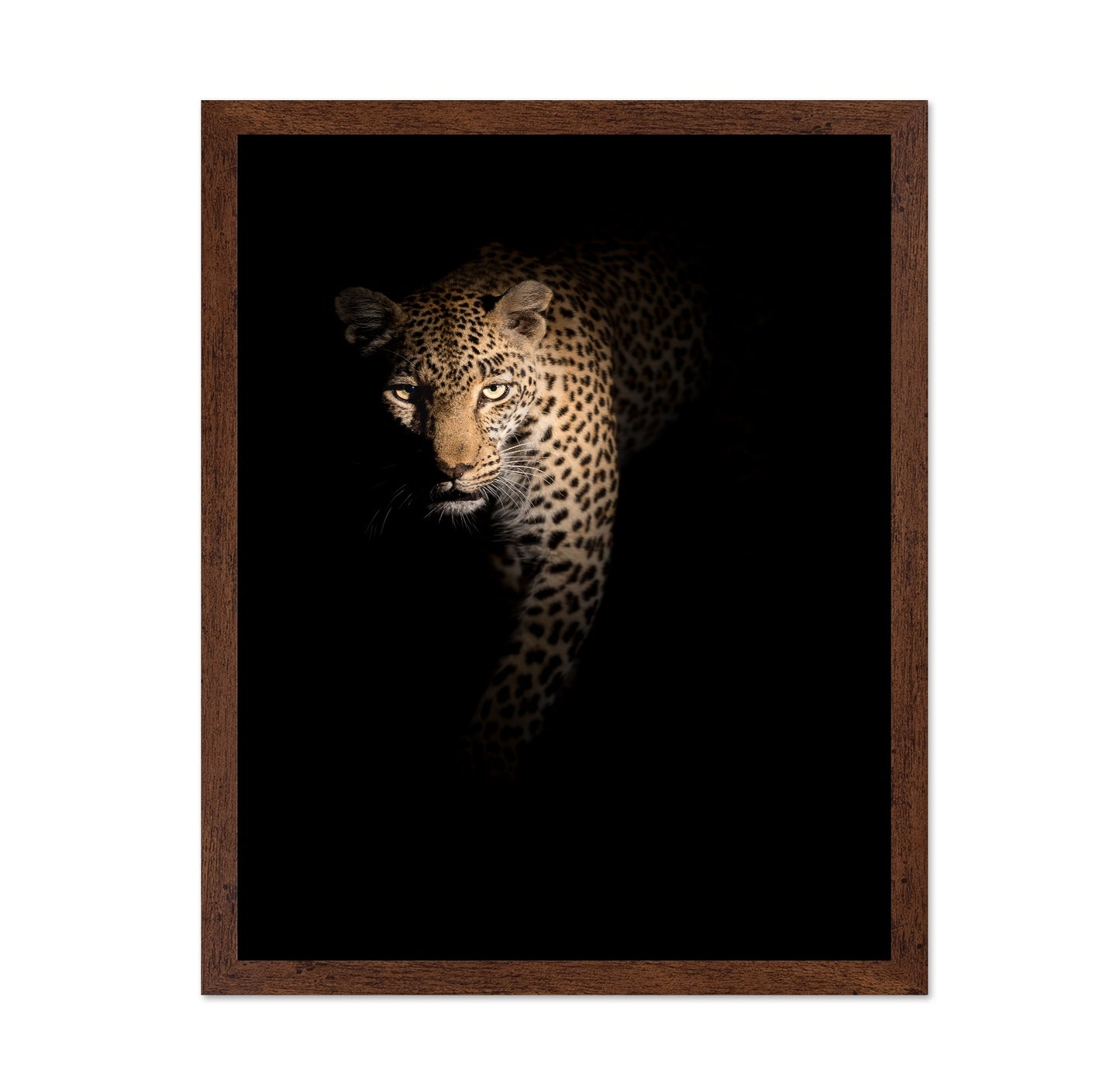 Leopard in Shadow