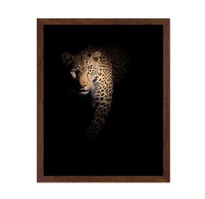 Leopard in Shadow