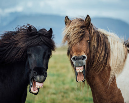 Laughing Horses