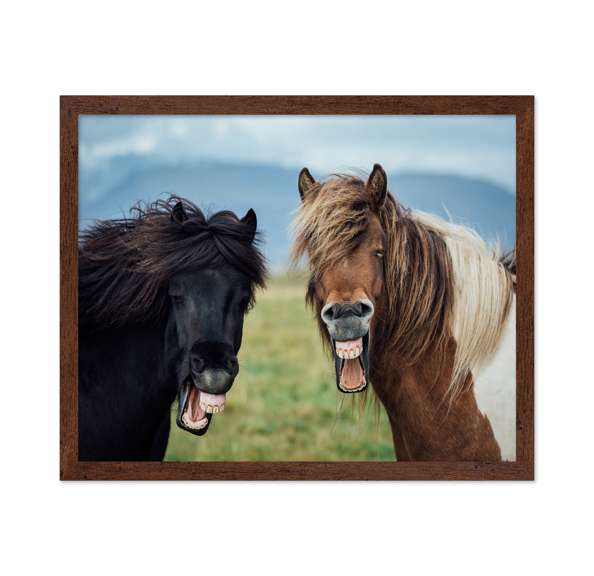 Laughing Horses