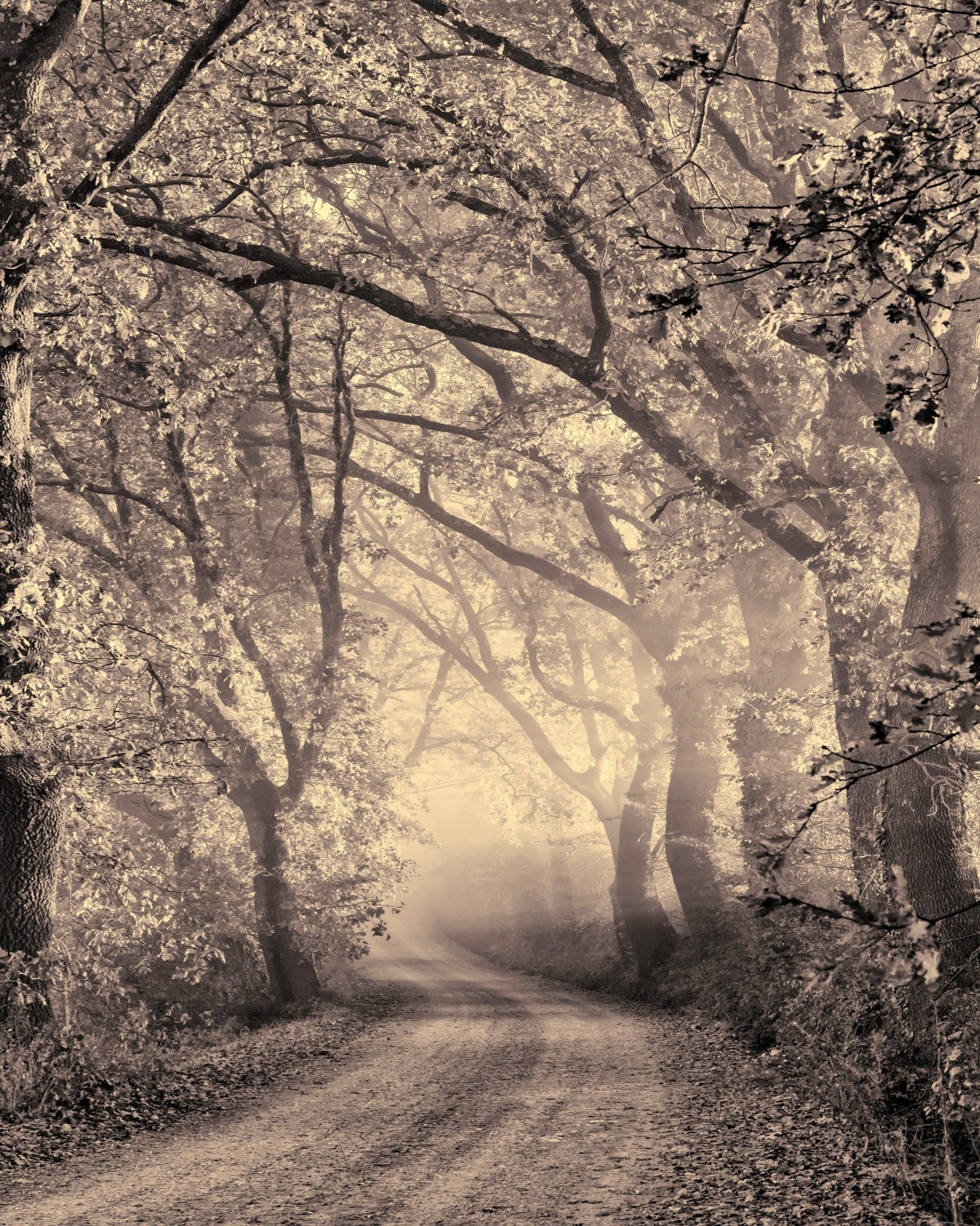 Misty Forest Path