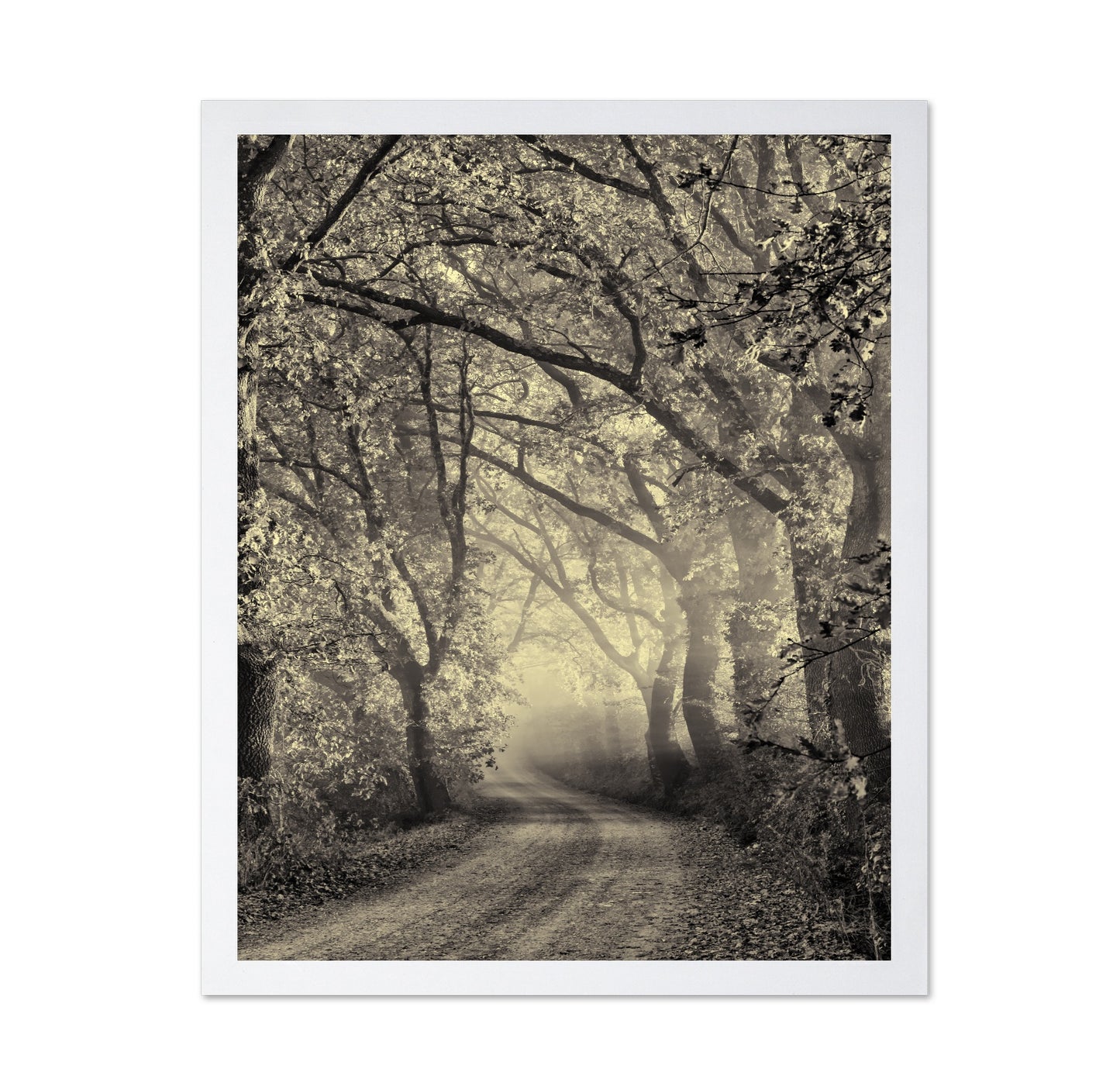 Misty Forest Path