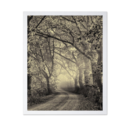Misty Forest Path