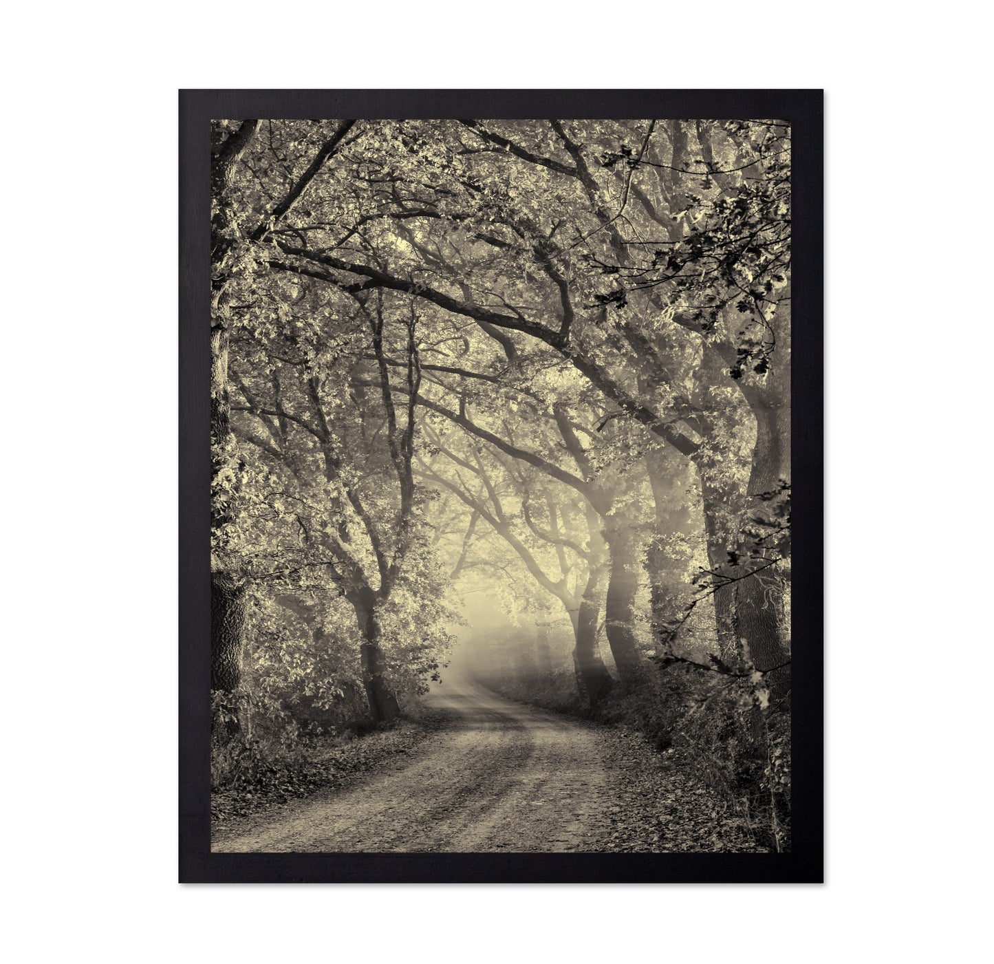 Misty Forest Path