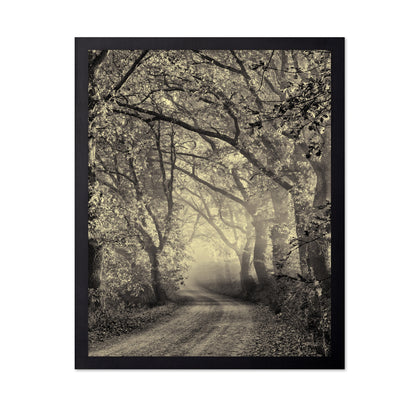 Misty Forest Path