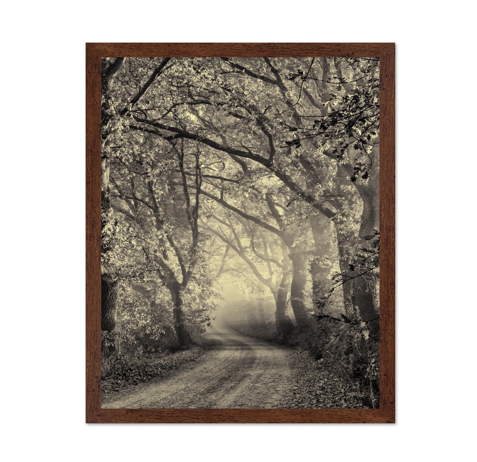 Misty Forest Path