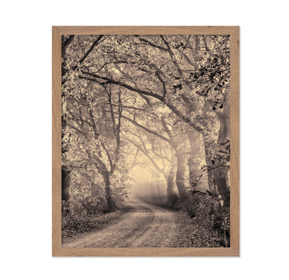 Misty Forest Path