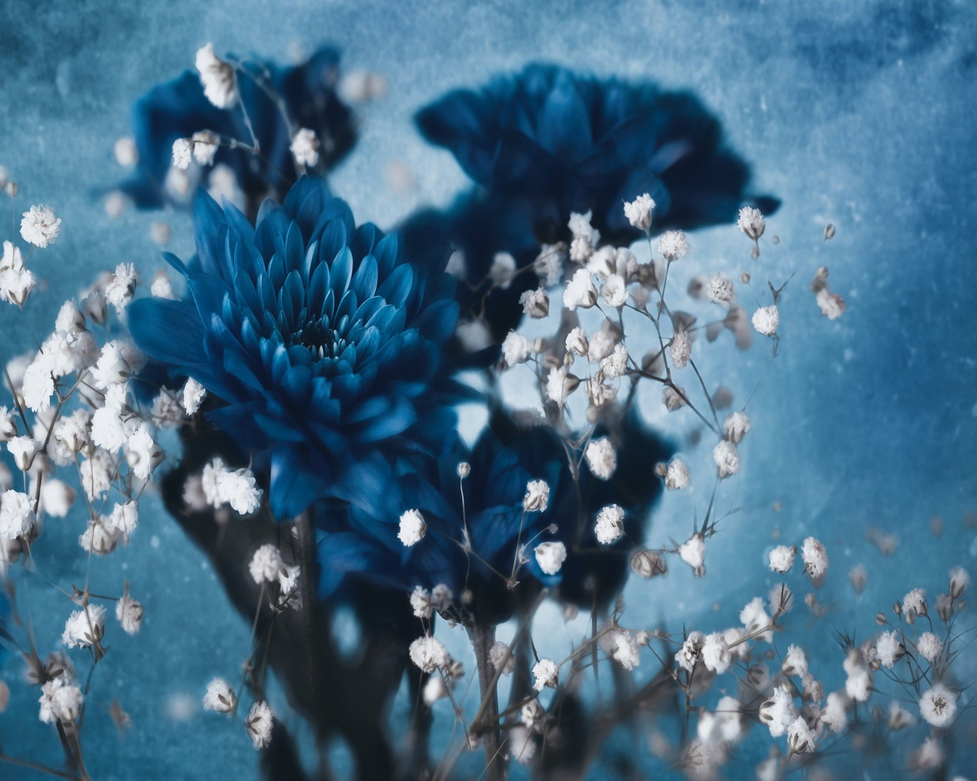 Blue Dahlia Bloom