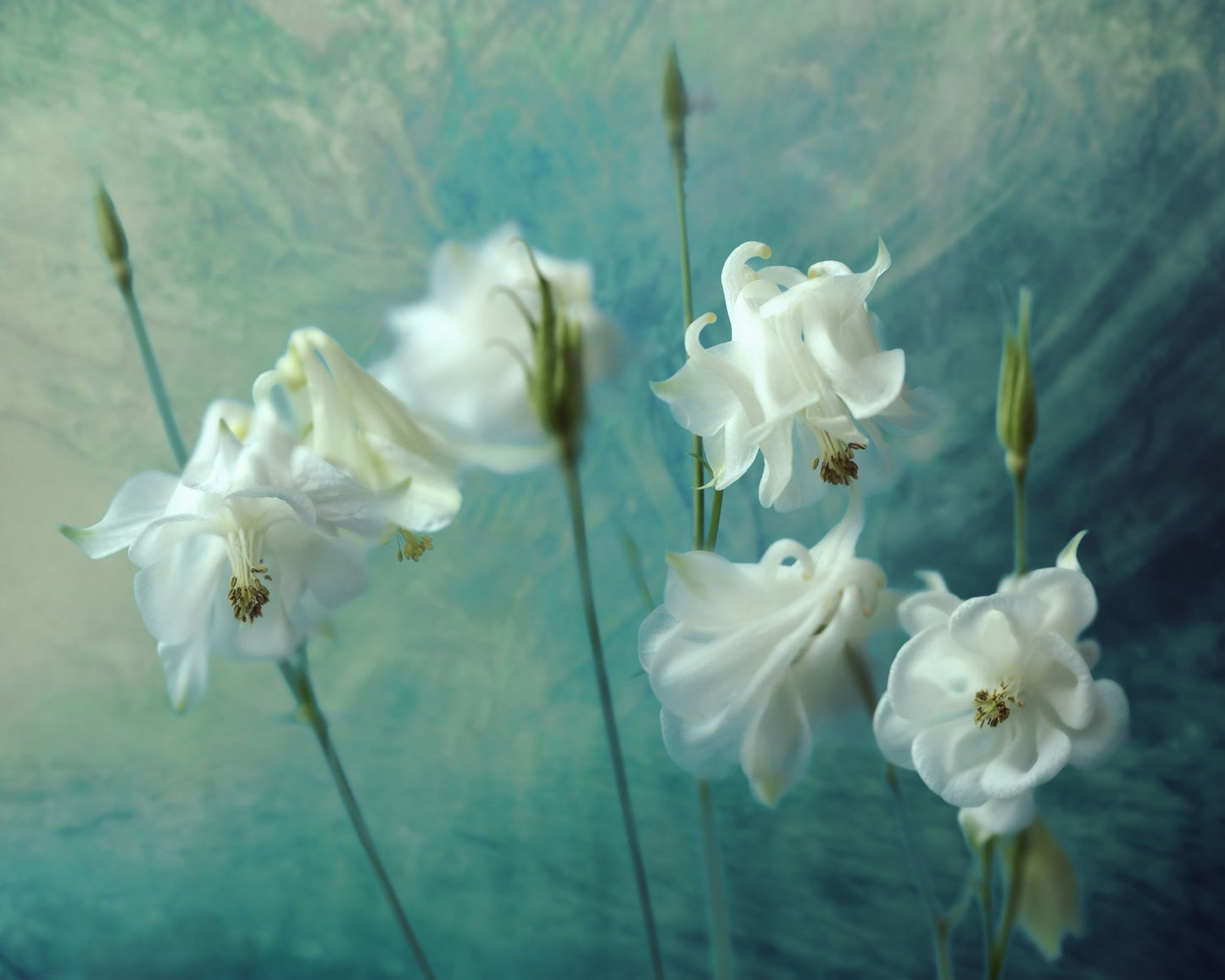 White Columbine Flowers