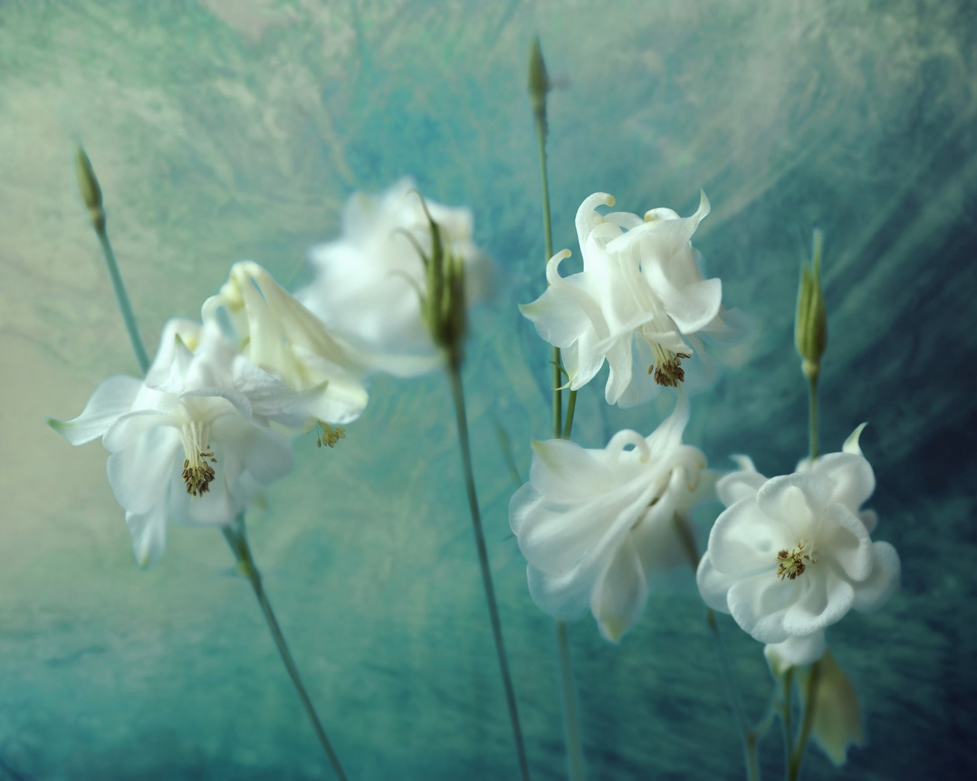 White Columbine Flowers