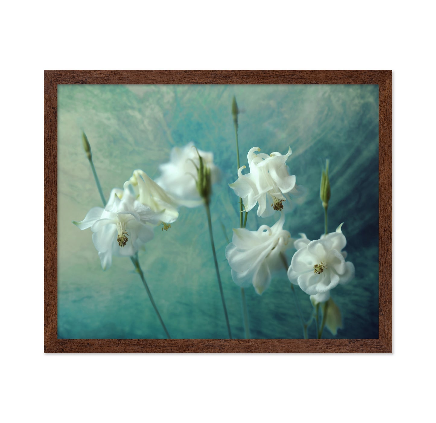 White Columbine Flowers