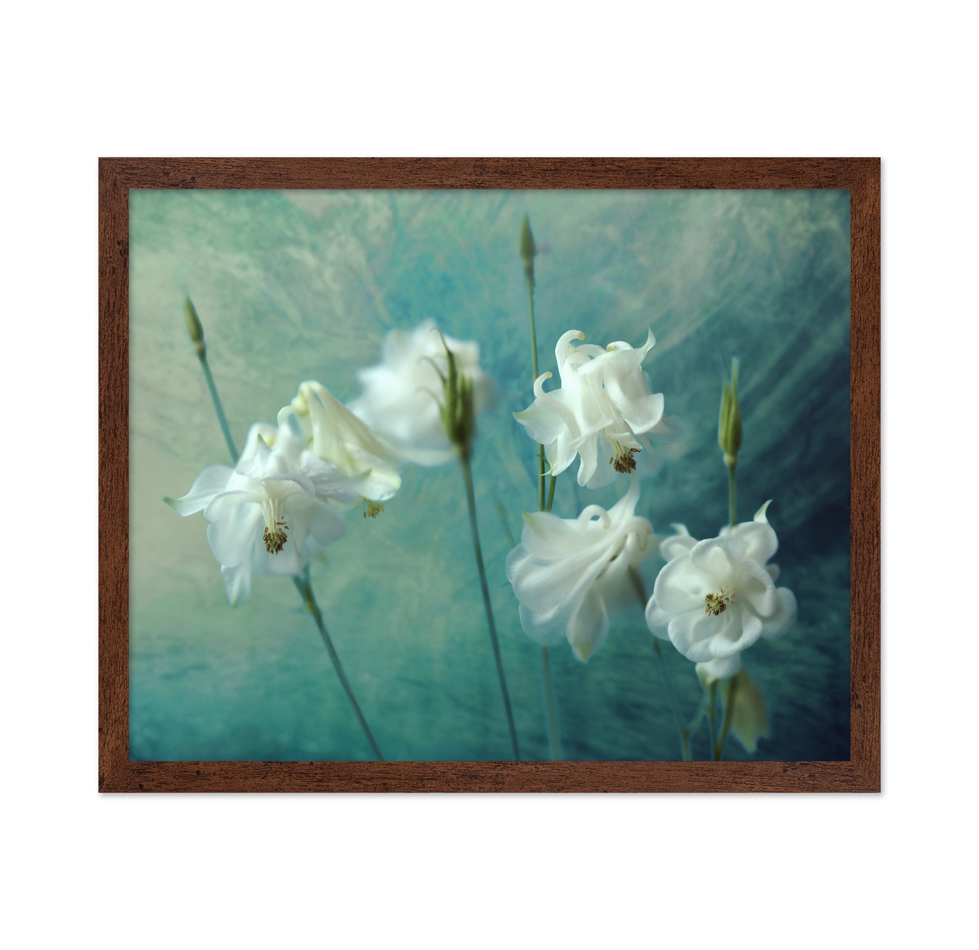 White Columbine Flowers