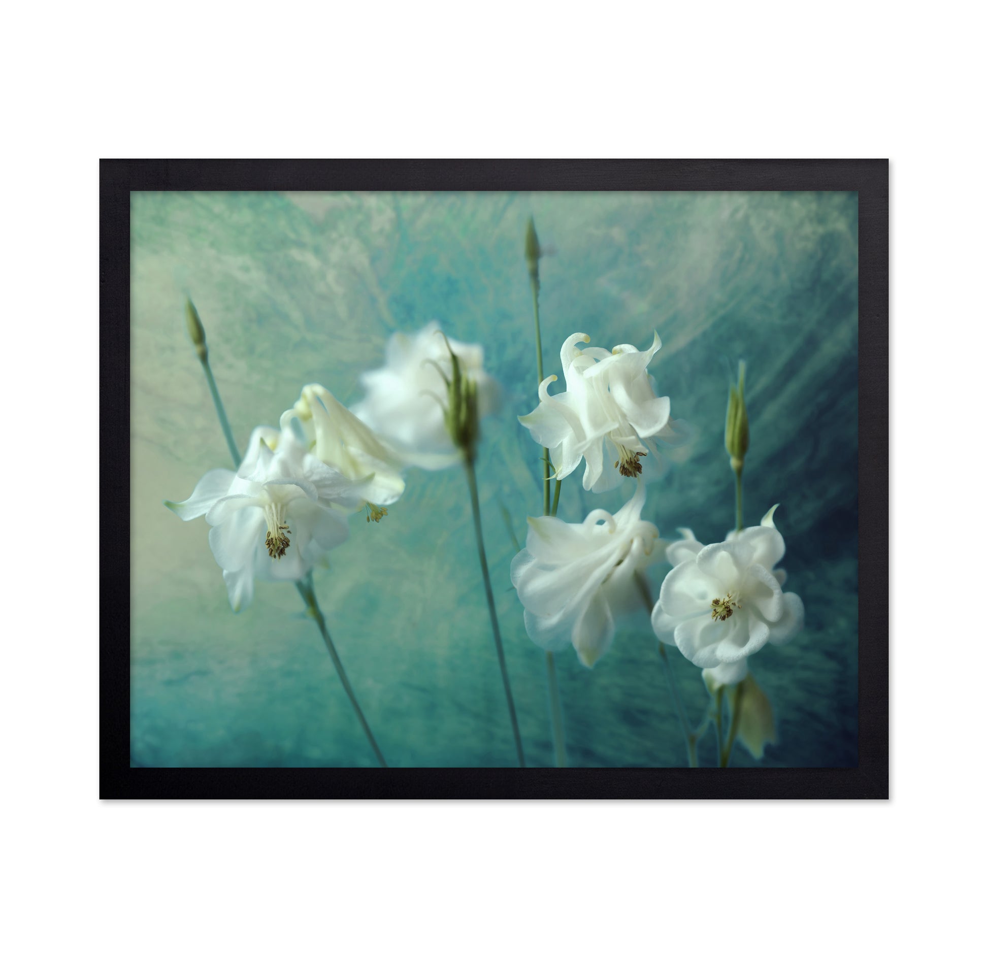 White Columbine Flowers