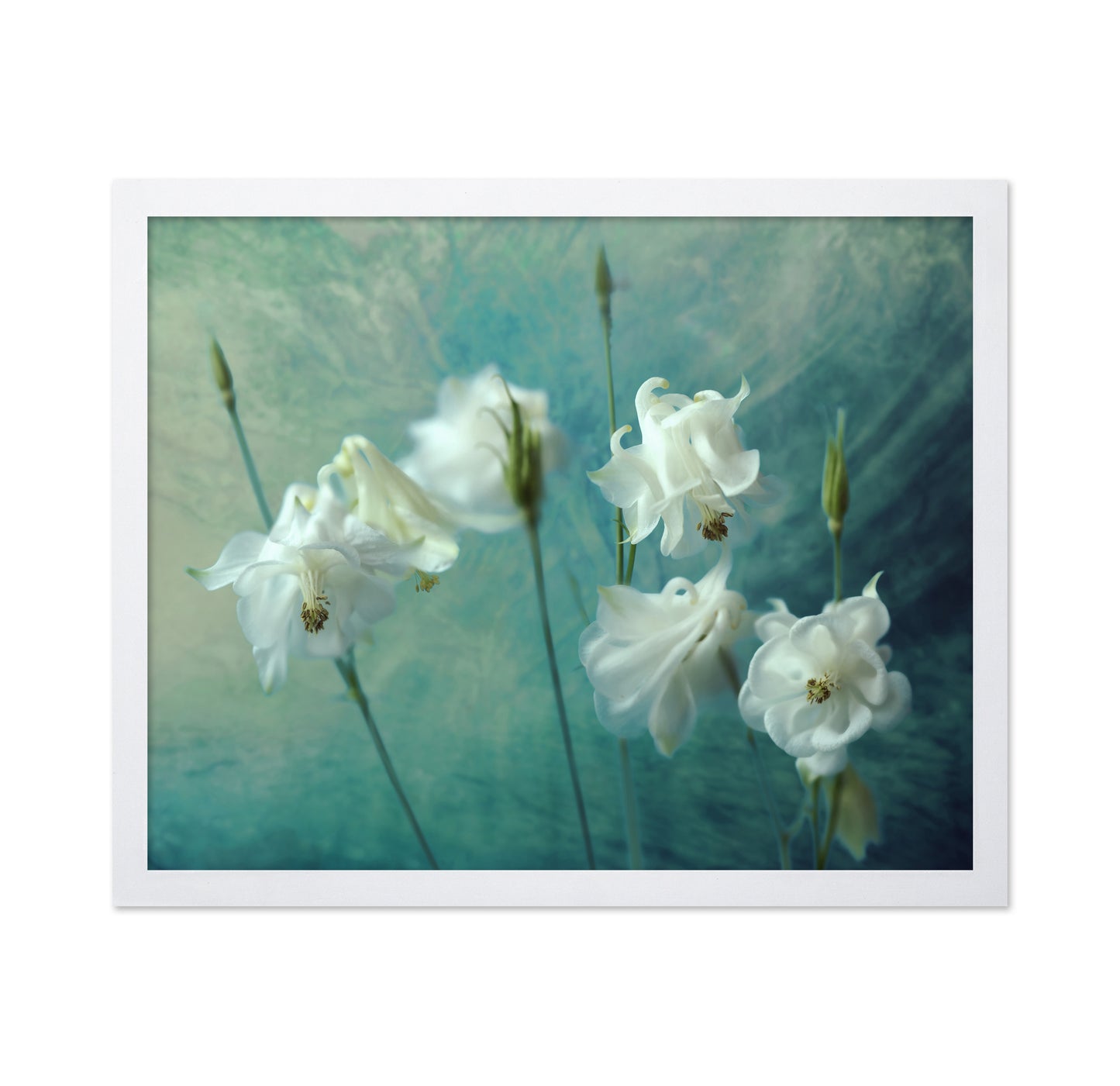 White Columbine Flowers