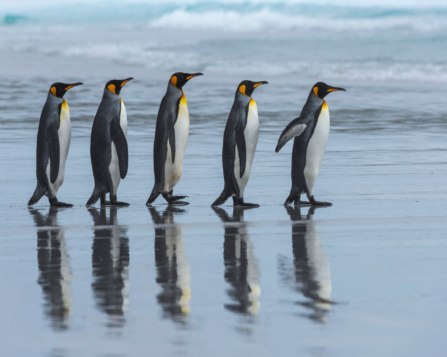 Penguin Lineup