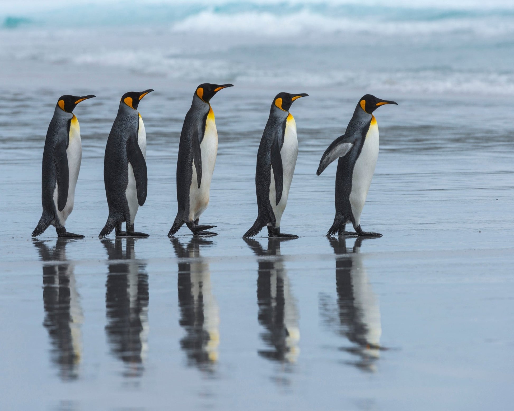 Penguin Lineup