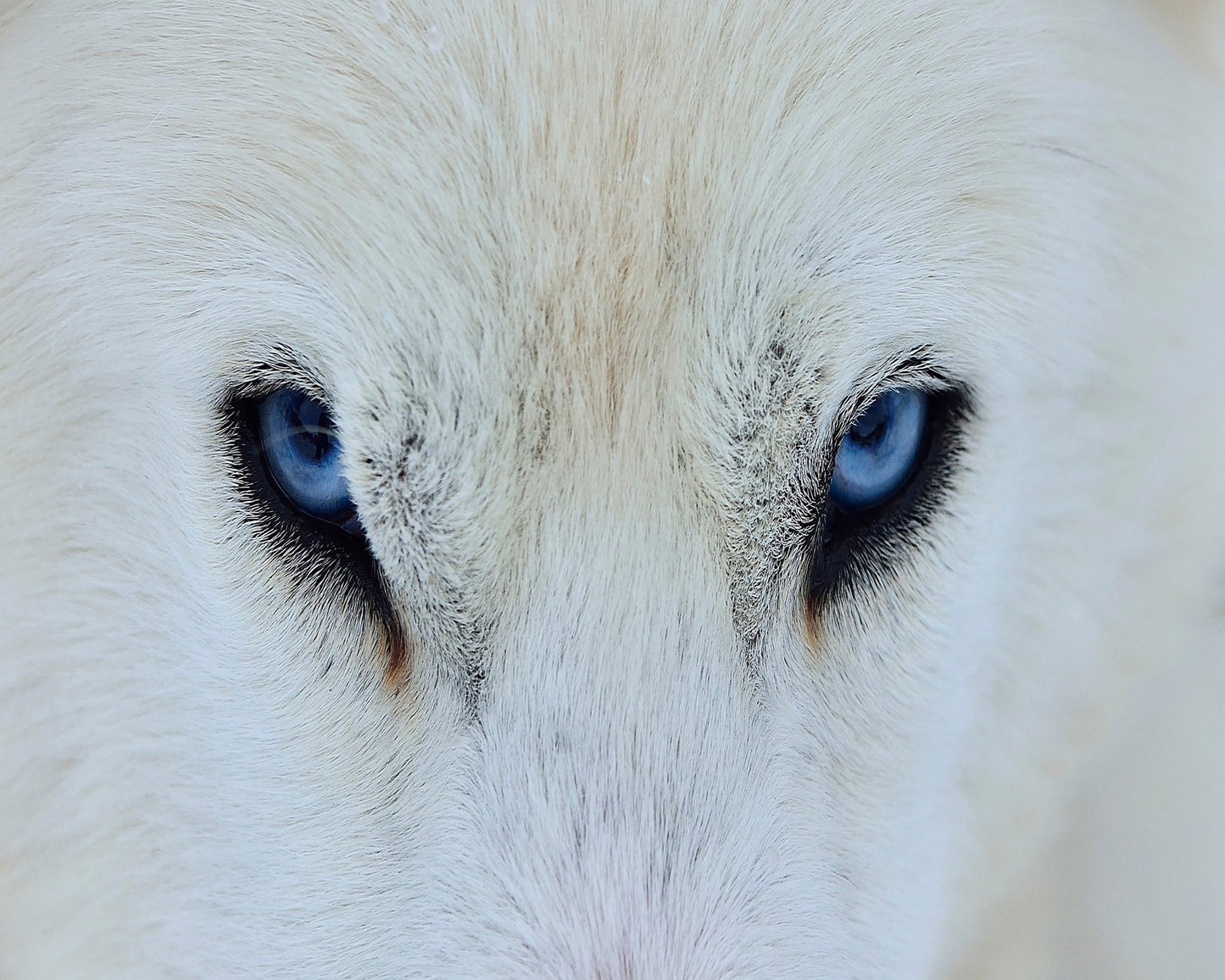 Blue Wolf Eyes