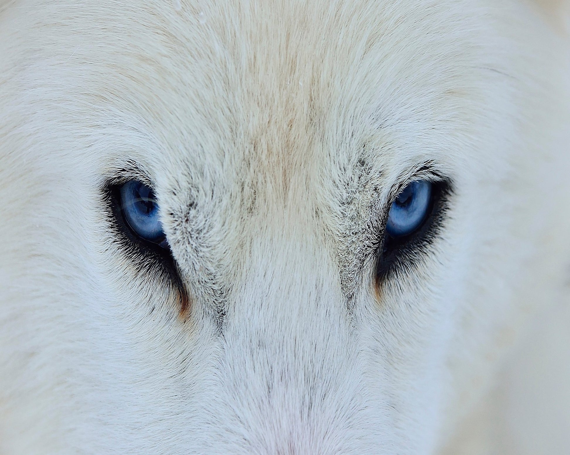 Blue Wolf Eyes