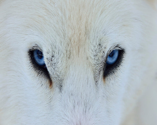 Blue Wolf Eyes
