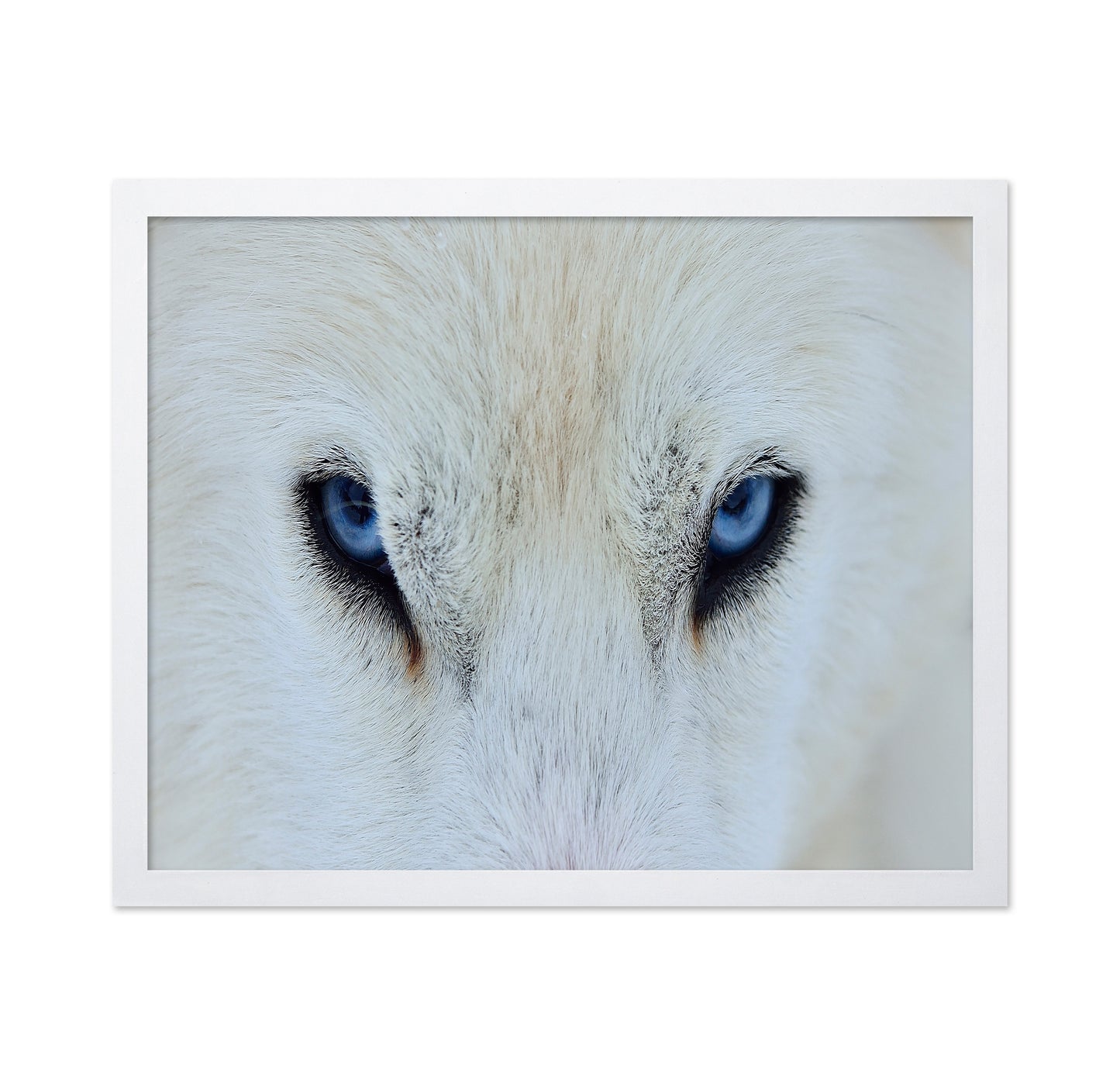 Blue Wolf Eyes