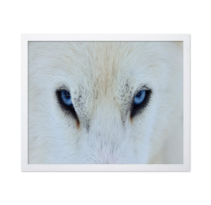 Blue Wolf Eyes