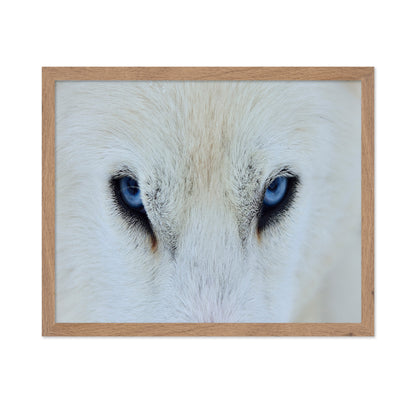 Blue Wolf Eyes