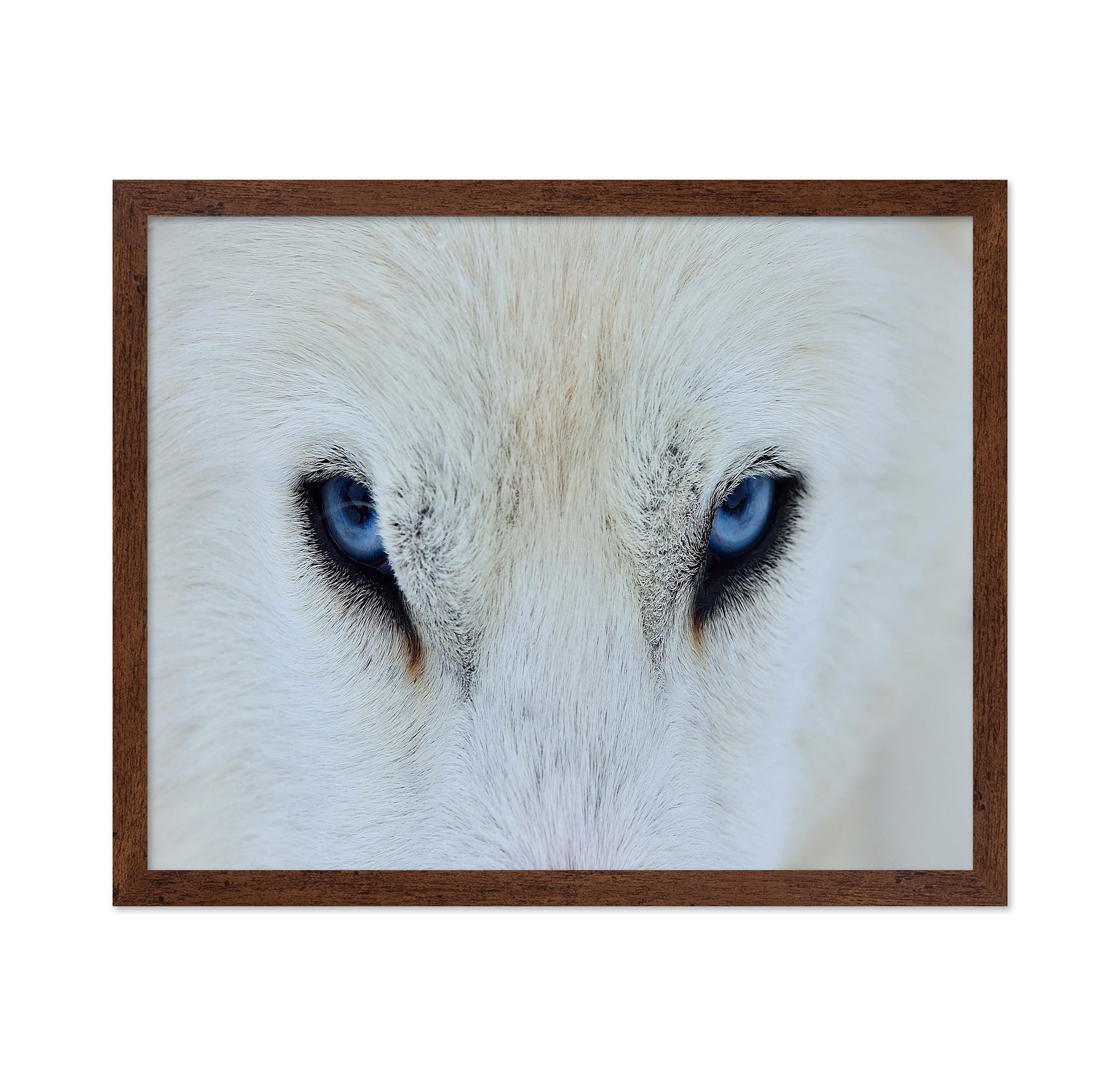 Blue Wolf Eyes