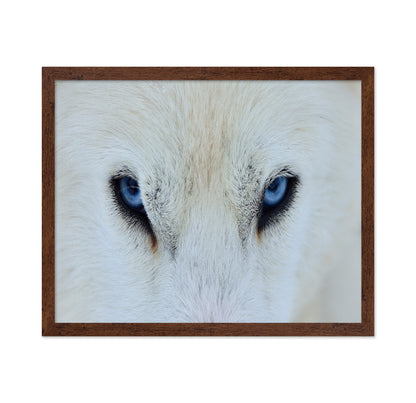 Blue Wolf Eyes