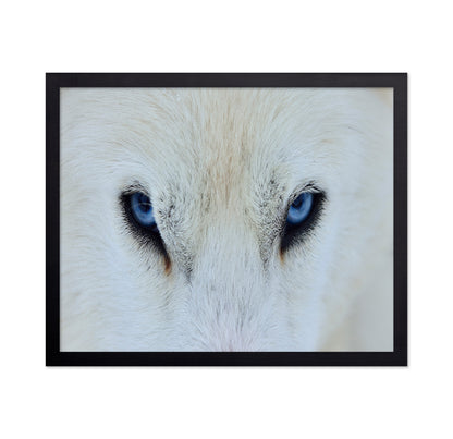 Blue Wolf Eyes