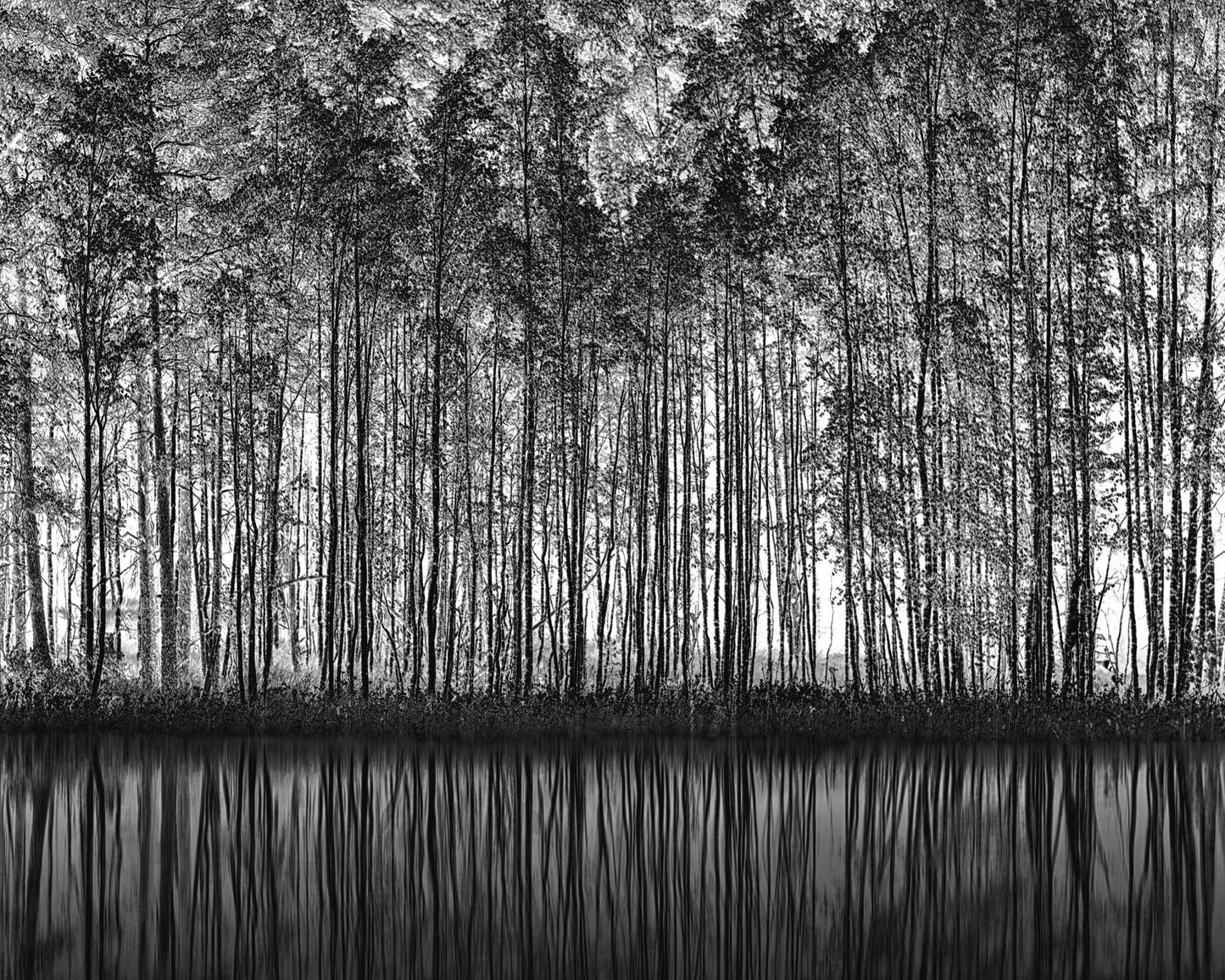 Forest Reflection