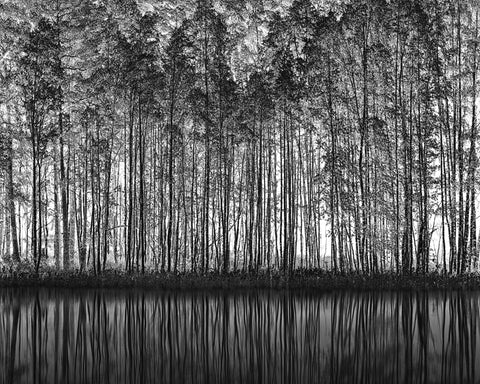 Forest Reflection