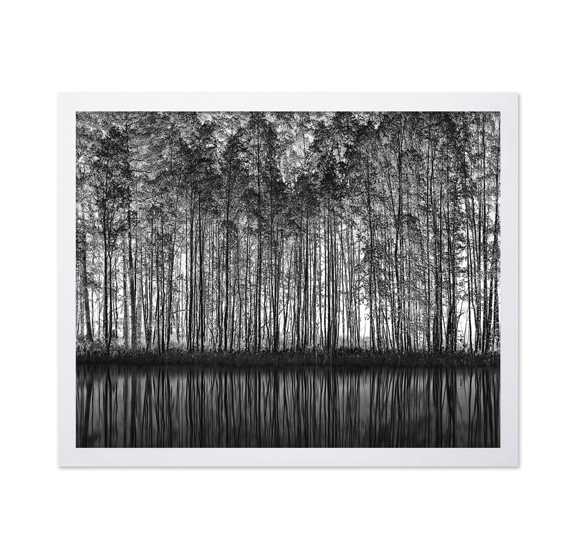 Forest Reflection