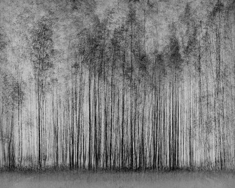 Dense Forest Lines