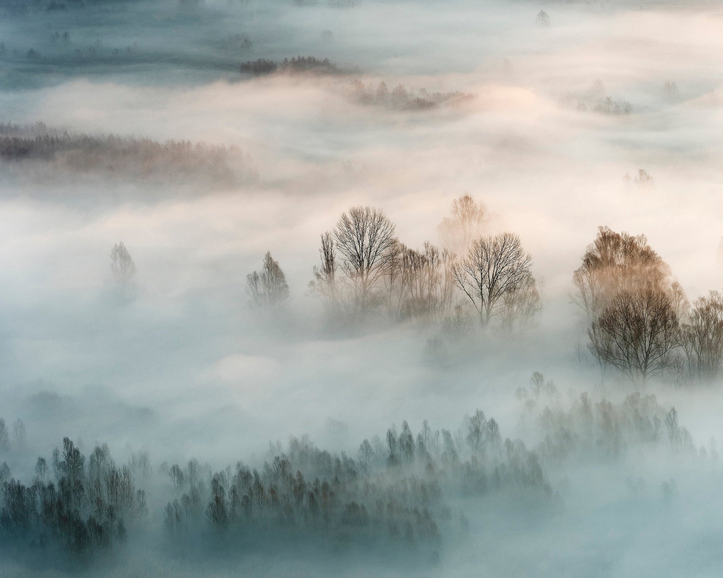 Misty Winter Trees