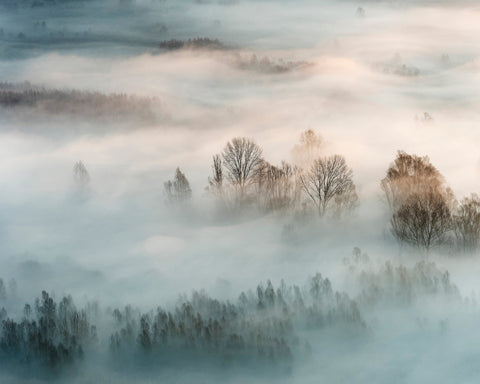 Misty Winter Trees