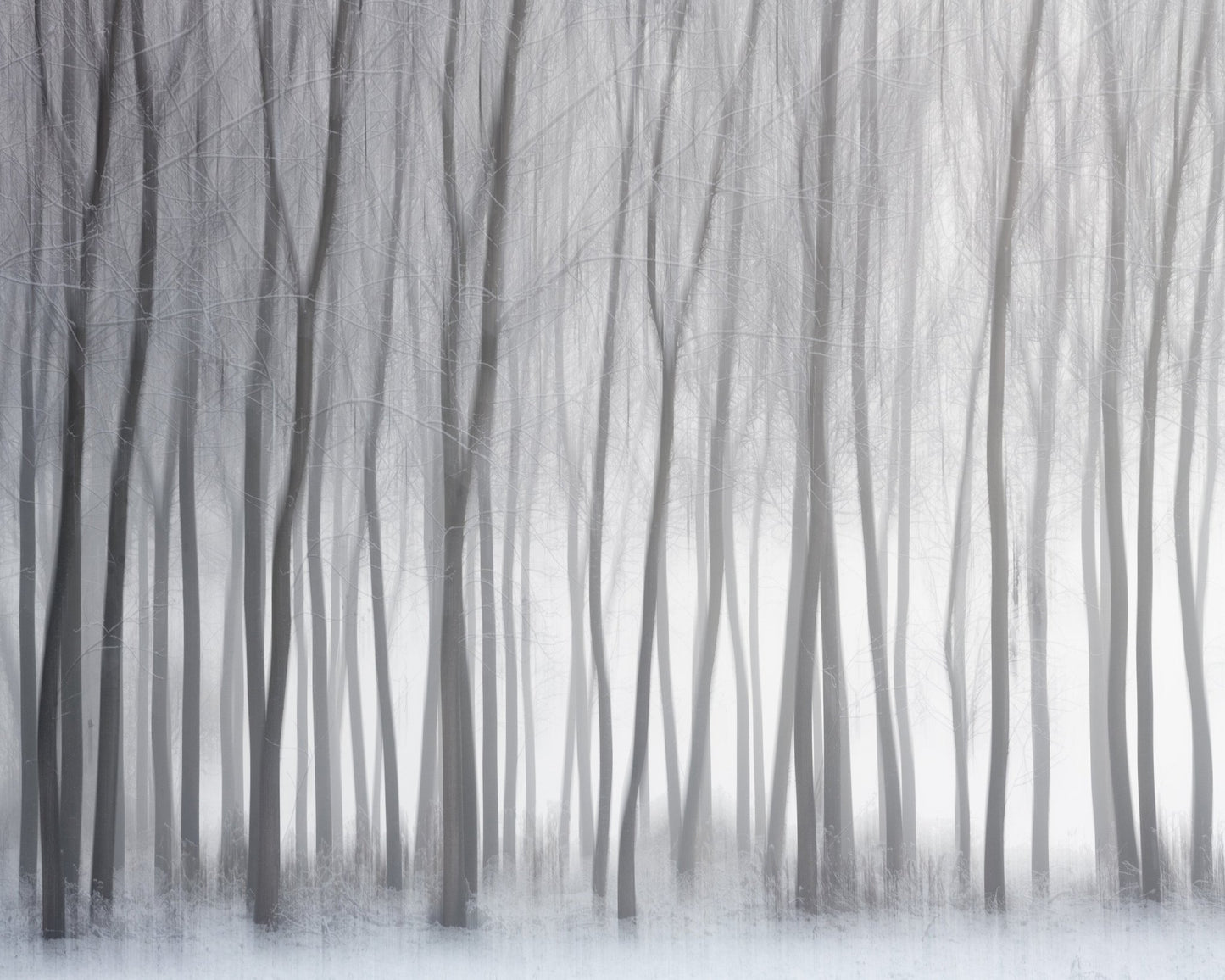 Winter Forest Lines