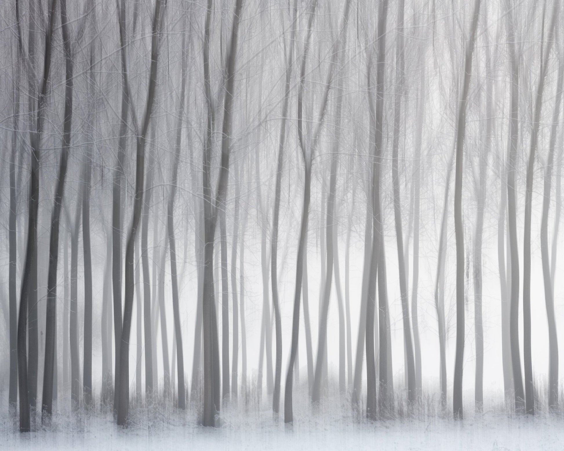 Winter Forest Lines