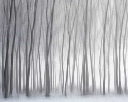 Winter Forest Lines