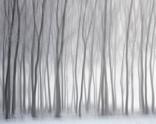 Winter Forest Lines