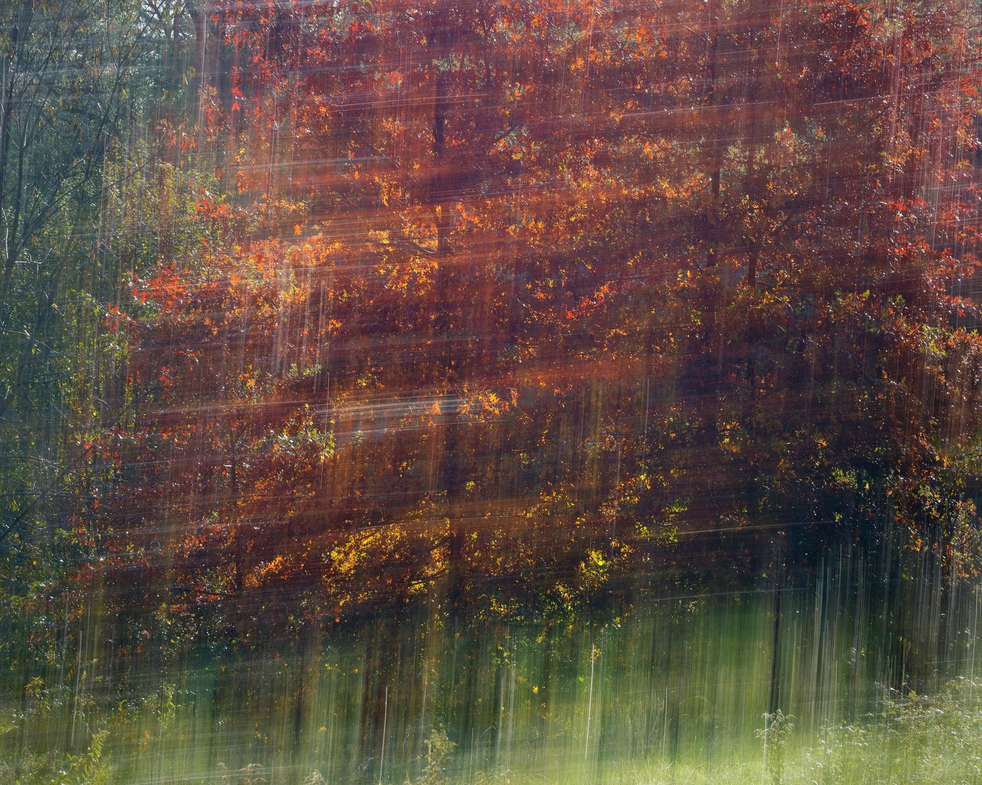 Autumn Motion Forest