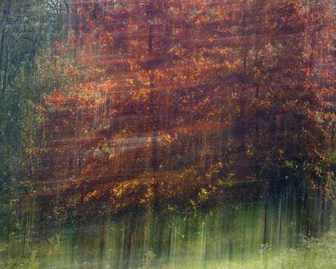 Autumn Motion Forest