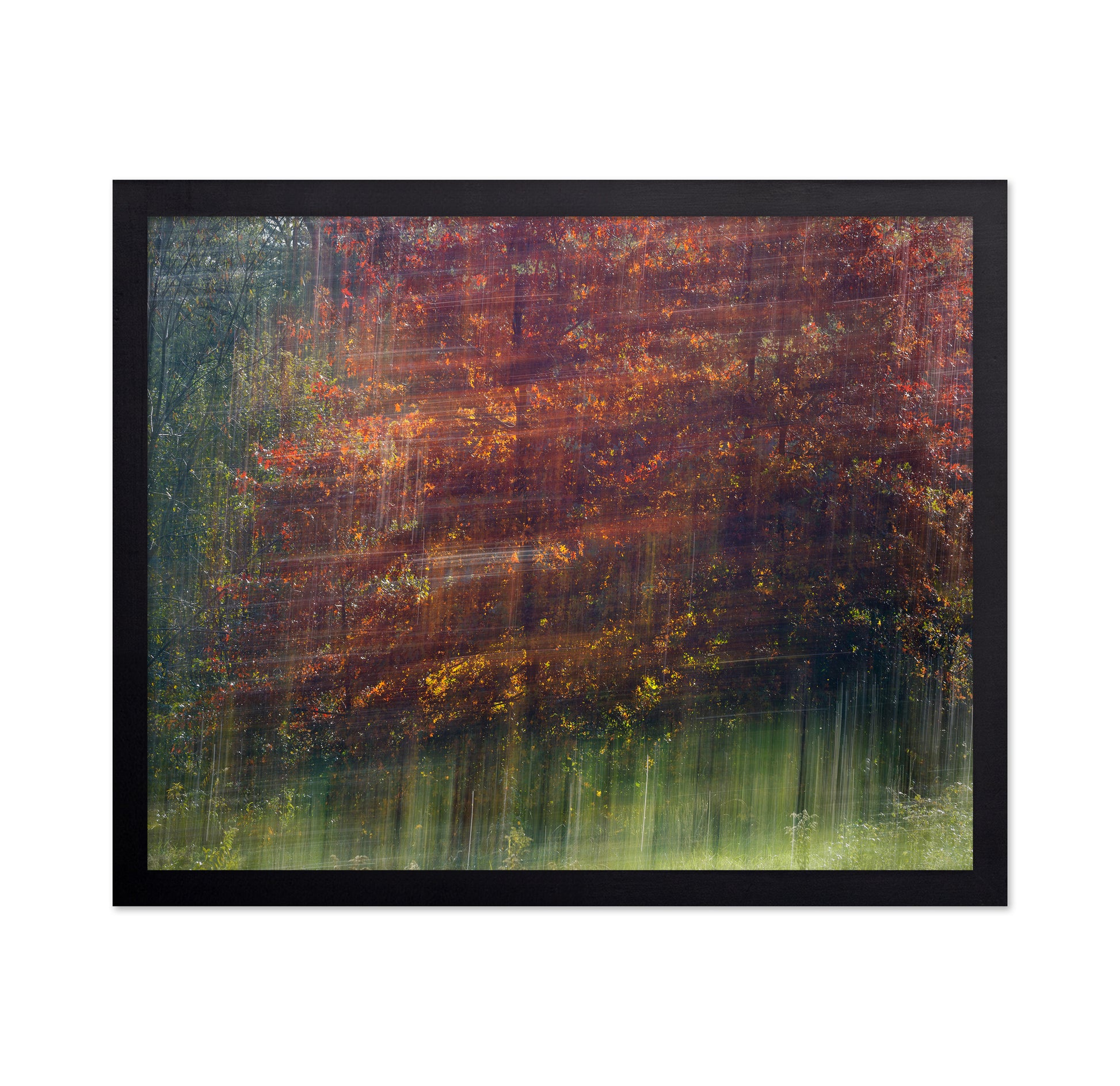 Autumn Motion Forest