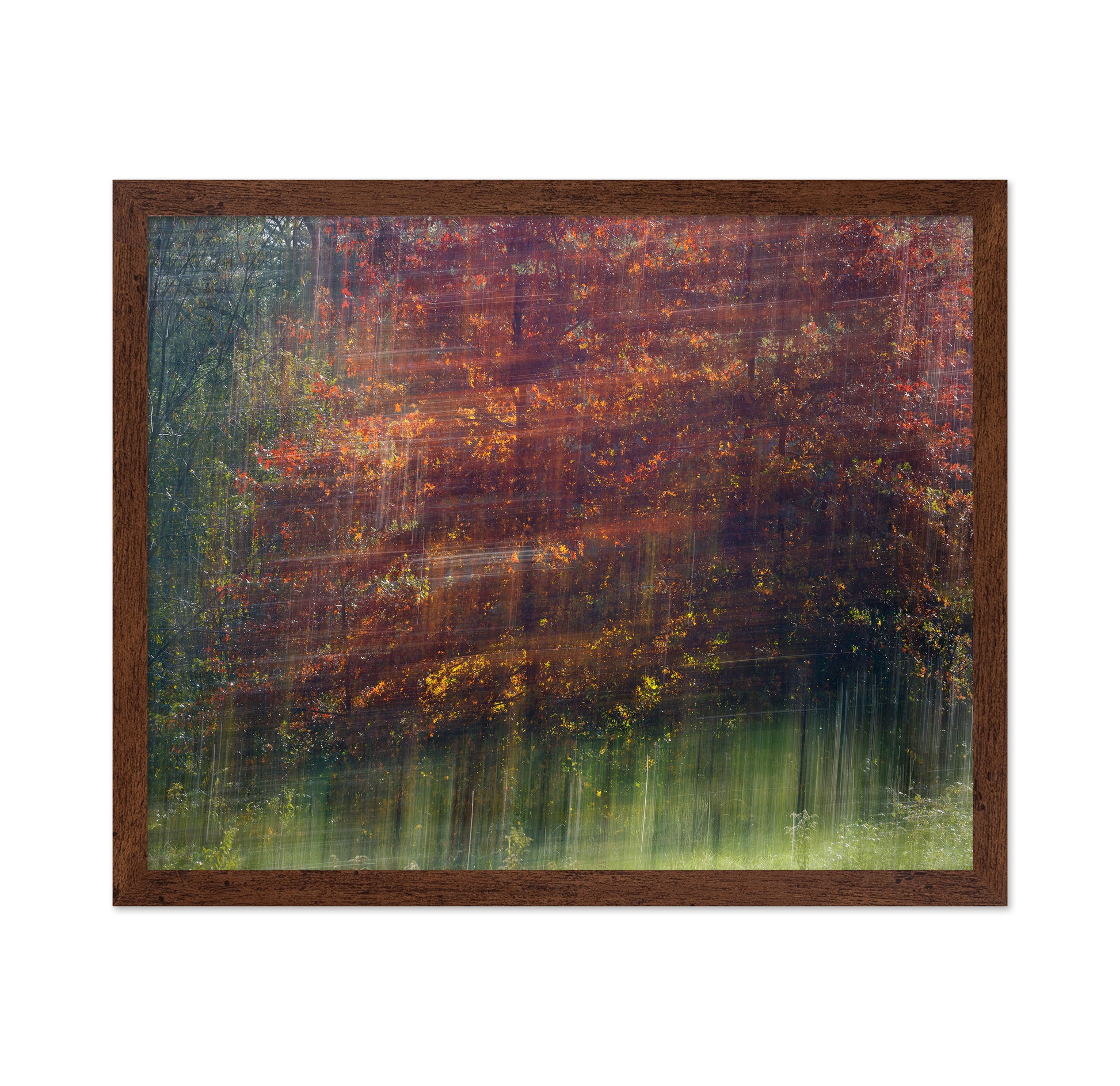 Autumn Motion Forest