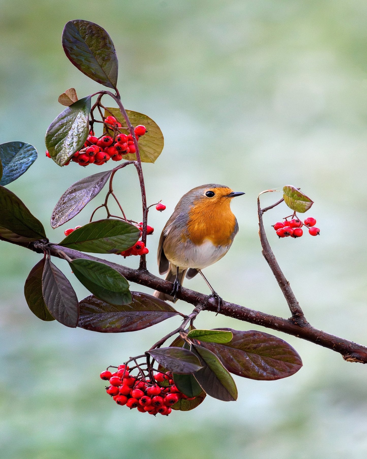 Robin with Red Berries